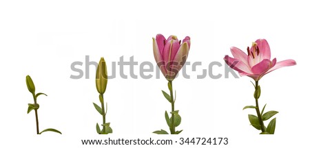 The sequence of blooming flower pink lily Oriental hybrids on a white background isolated
