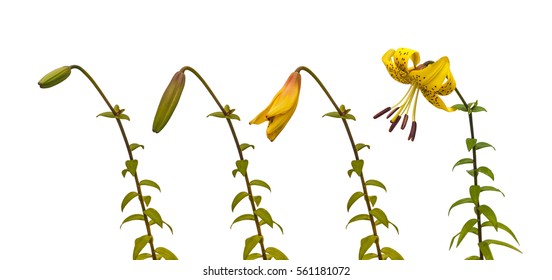 The Sequence Of Blooming Flower Of  Yellow Lilies 