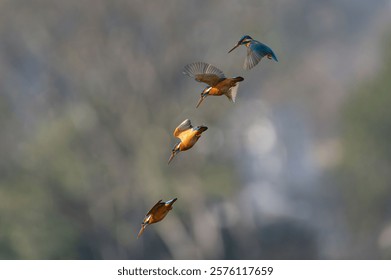 A sequence of a kingfisher diving gracefully through the air with a blurred natural background.