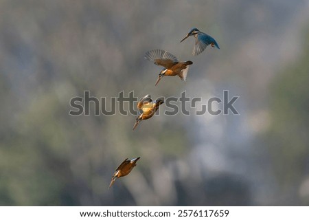 A sequence of a kingfisher diving gracefully through the air with a blurred natural background.