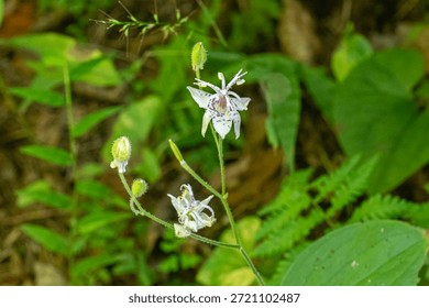A sequence of macro shots featuring the rare Toad Lily (Tricyrtis macropoda), displaying its exotic purple-spotted petals and intricate reproductive organs in its natural habitat.