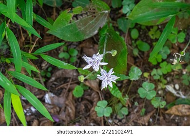 A sequence of macro shots featuring the rare Toad Lily (Tricyrtis macropoda), displaying its exotic purple-spotted petals and intricate reproductive organs in its natural habitat.