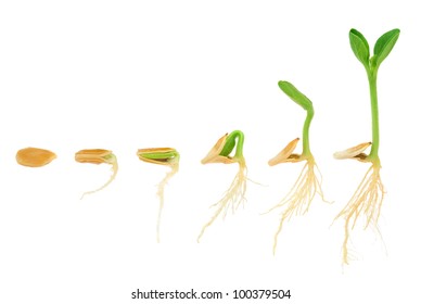 Sequence of pumpkin plant growing isolated on white, evolution concept, cut out