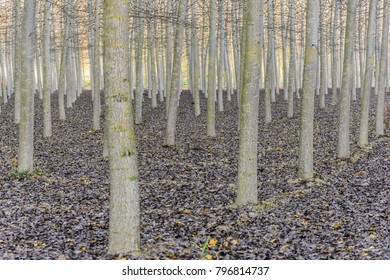 Sequence of trees that lost their leaves during the autumn