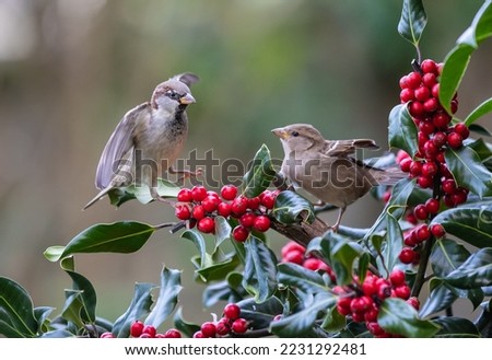 sequences of birds such as sparrows, wren, in the holly trying to dominate the situation!