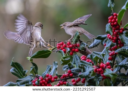 sequences of birds such as sparrows, wren, in the holly trying to dominate the situation!