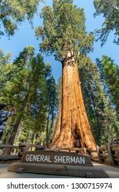 Sequioa National Park In Central California USA In November