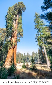 Sequioa National Park In Central California USA In November