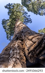 Sequoia forest, the largest tree in the world at Sequoia National park.