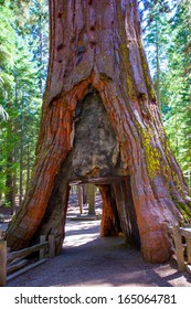 Sequoia Gate In Mariposa Grove At Yosemite National Park California