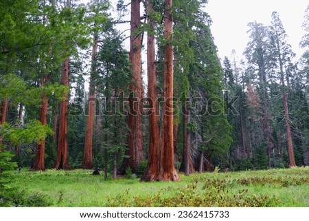 Sequoia - Giant Forest USA (2023)