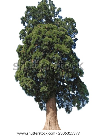Sequoia gigantea tree in the village of Ardusat in Maramures county, Romania isolated on white. The tree is over 200 years old