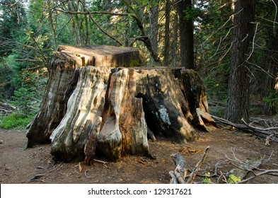 369 Big stump grove Images, Stock Photos & Vectors | Shutterstock