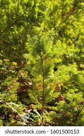 Sequoia Is A Monotypic Genus Of Woody Plants In The Family Cupressaceae.