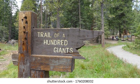 trail of 100 giants campground