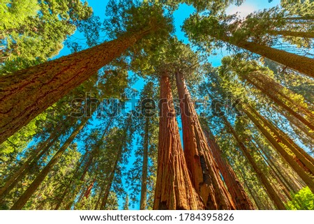 Sequoia National Park 360 degrees panorama in the Sierra Nevada in California, United States of America. Sequoia NP is famous for its large amount of largest sequoia trees in the world.