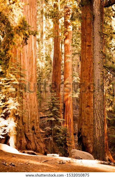 Sequoia National Park California Stock Photo Edit Now 1532010875