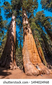 Sequoia National Park, California / United States »; August 2019: A Girl Sitting Under A Sequoia Tree In The Park