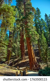 Sequoia National Park in Kalifornien, USA.