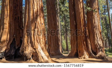 Sequoia National Park. California. USA. 