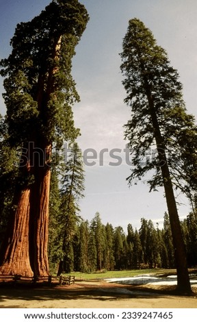 Sequoia National Park was established in 1890 to protect groves of big trees, or giant sequoias (Sequoiadendron giganteum), which are among the world's largest and oldest living things. 