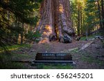 Sequoia National Park, General Grant Tree. California. USA. 