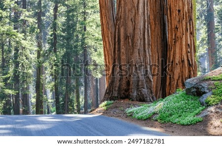 Sequoia National Park Giant sequoia trees, forest trails, wooden fence and hiking trail