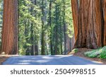 Sequoia National Park and Kings Canyon. Giant sequoia trees, forest trails, wooden fence and hiking trail, Kings River Canyons.