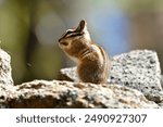 Sequoia National Park in the spring