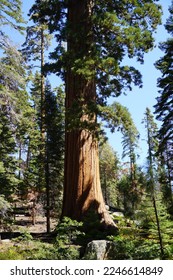 Sequoia National Park Summer Day - Shutterstock ID 2246614849