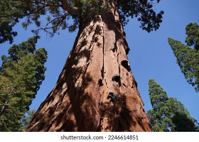 Sequoia National Park Summer Day - Shutterstock ID 2246614851