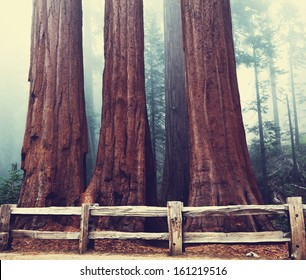 Sequoia National Park In USA