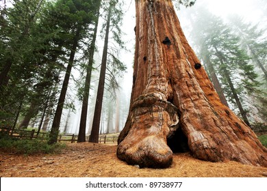 Sequoia National Park In USA