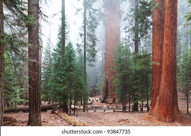 Sequoia National Park In USA