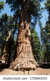 SEQUOIA NATIONAL PARK, USA - AUGUST 2016: Tourist Posing For A Photo Near The President, One Of The Biggest Giant Sequoia Of Sequoia National Park