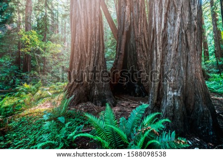 Sequoia and redwood tree trunks at daytime in Muir Woods National Monument near San Francisco, California USA. 