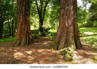 Sequoia Sempervirens (Coast Redwood) In Botanical Garden