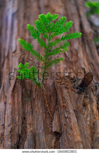 SEQUOIA (Sequoia sempervirens) the sole living\
species of the genus Sequoia in the cypress family Cupressaceae\
(formerly treated in Taxodiaceae) Evergreen tree known as\
California or coastal \
redwood