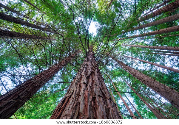 SEQUOIA (Sequoia sempervirens) the sole living\
species of the genus Sequoia in the cypress family Cupressaceae\
(formerly treated in Taxodiaceae) Evergreen tree known as\
California or coastal \
redwood
