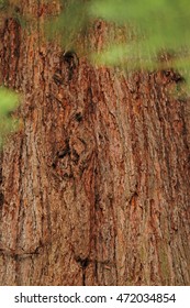 Sequoia (Sequoioideae)