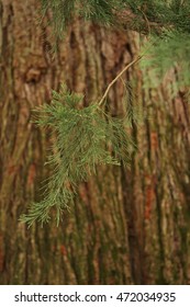 Sequoia (Sequoioideae)