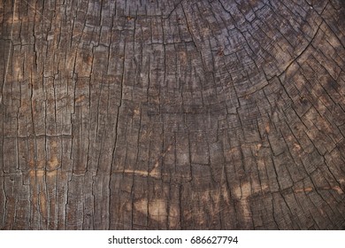 Sequoia Tree Annual Growth Rings From A Cross Section