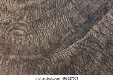 Sequoia Tree Annual Growth Rings From A Cross Section