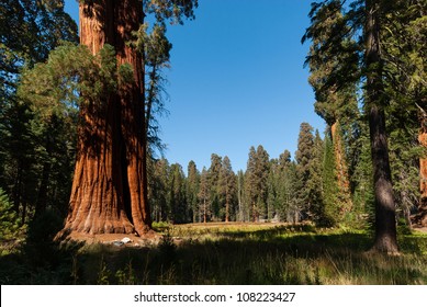 1,311 Sunlight through redwood trees Images, Stock Photos & Vectors ...