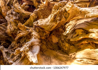 Sequoia Tree Root