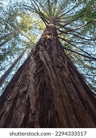 sequoia tree, squoia tree bottom view