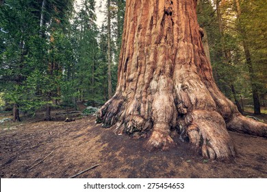 Sequoia Tree Trunk Base, Sequoia National Park, California  