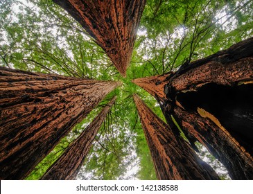 Sequoia Trees In Big Basin Redwoods State Park