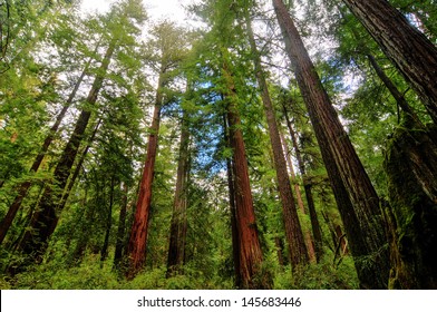 Sequoia Trees In Big Basin Redwoods State Park