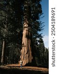 The Sequoia Trees in California